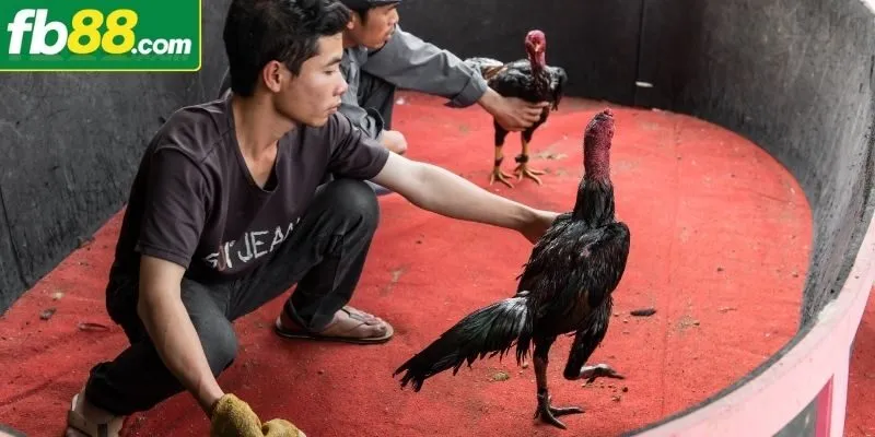 Hội viên cần biết phân tích lối đá của gà