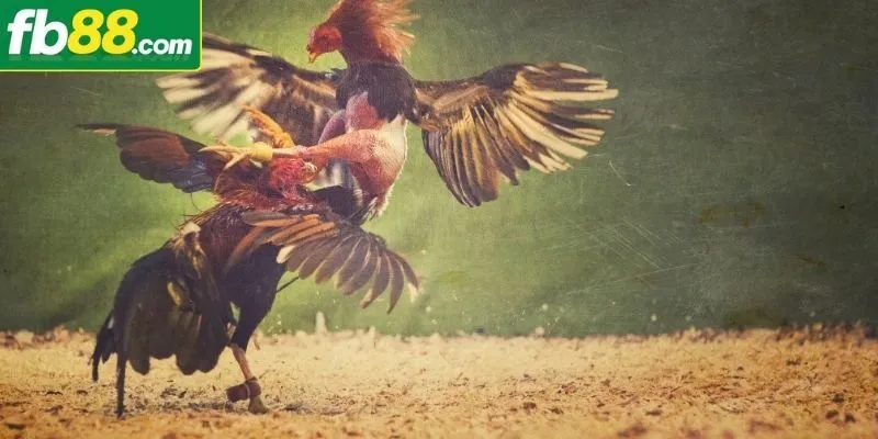 Hội viên cần có kế hoạch cá cược hợp lý