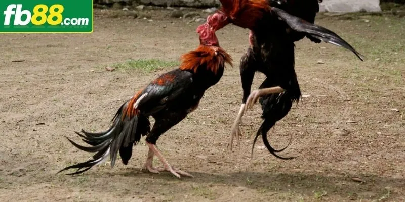 Khám phá các điểm hấp dẫn khi cược chọi kê Thomo