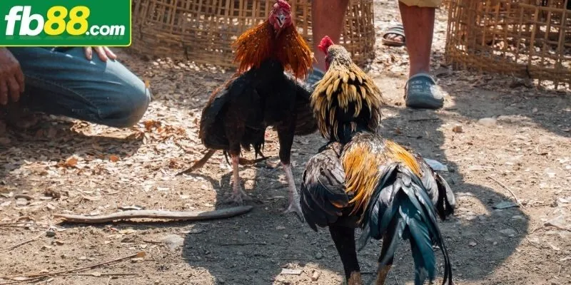 Những luật chọi gà đòn cơ bản nhất