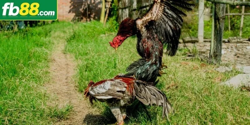 Tổng quan thông tin xoay quanh đá gà đòn